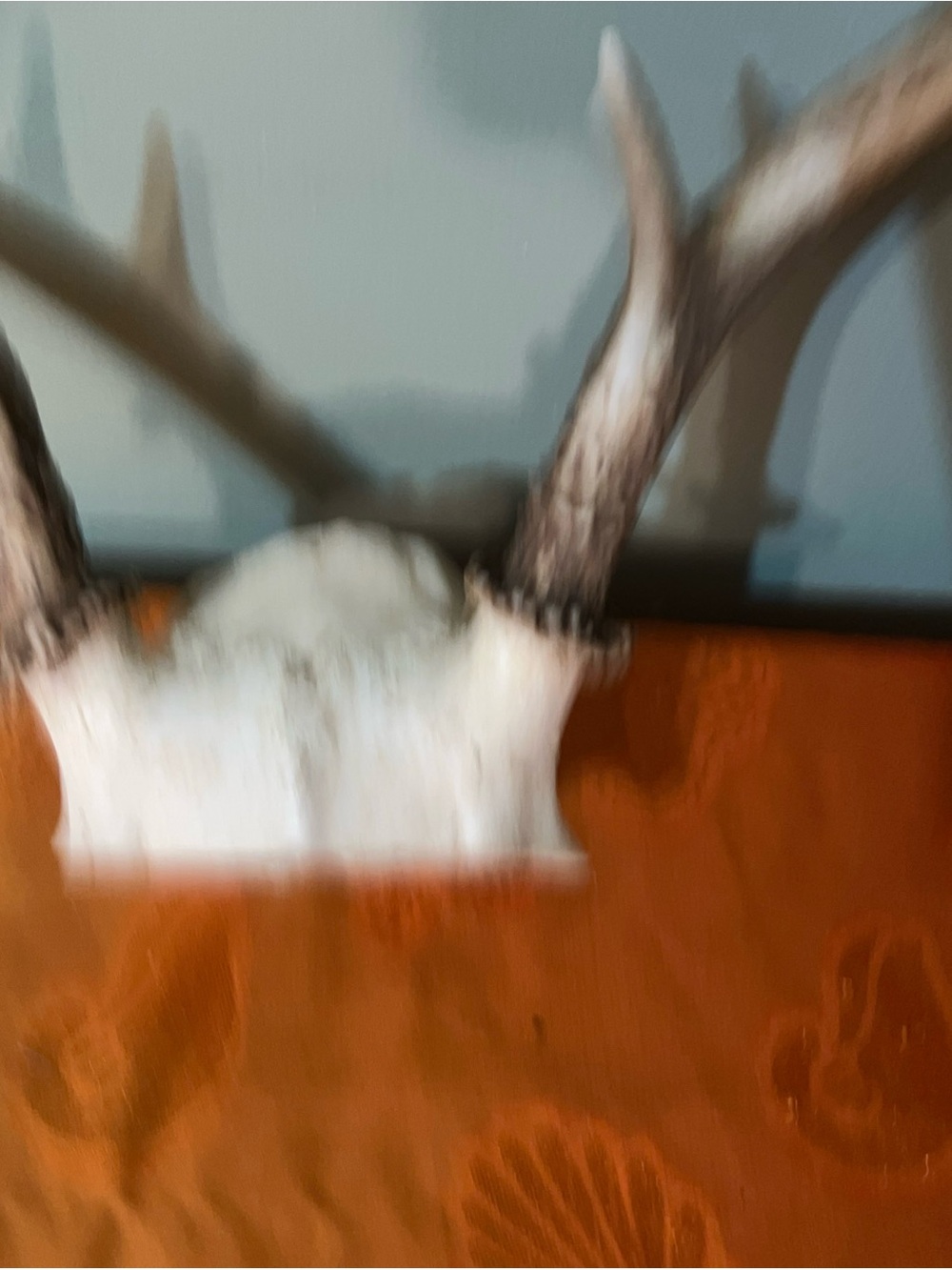 Huge Whitetail Deer Antlers 6 Point Buck-a - Picture 2 of 7